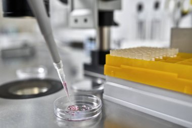 Laboratuvarda in vitro fertilizasyon süreci