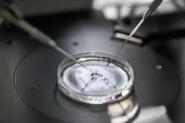 Process of in vitro fertilization in laboratory — Stock Photo, Image