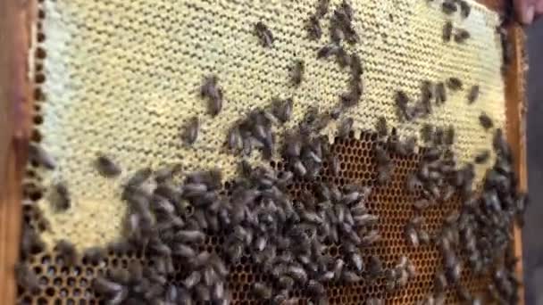 Nahaufnahme an der Wabe mit Honig und vielen Bienen — Stockvideo