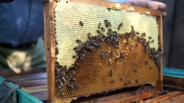 Proceso de recolección de miel de colmena de madera al aire libre — Vídeos de Stock