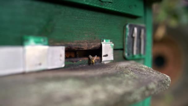 Vista macro em abelhas que voltam para casa — Vídeo de Stock