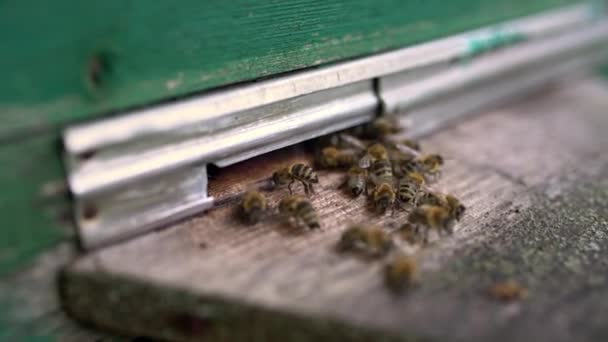 Macro vista a las abejas cerca de la entrada de su colmena — Vídeo de stock