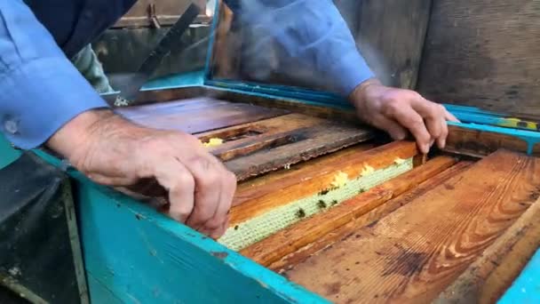 Processus de récolte du miel de ruche en bois à l'extérieur — Video