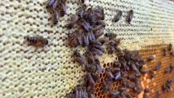 Nahaufnahme an der Wabe mit Honig und vielen Bienen — Stockvideo