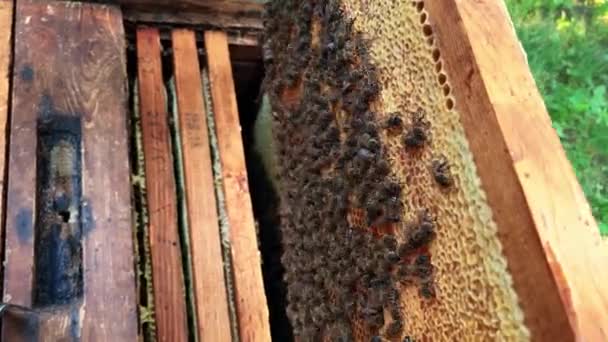 Close-up zicht op honingraat met honing en veel bijen — Stockvideo