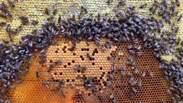 Closeup view at honeycomb with honey and many bees — Stock Video