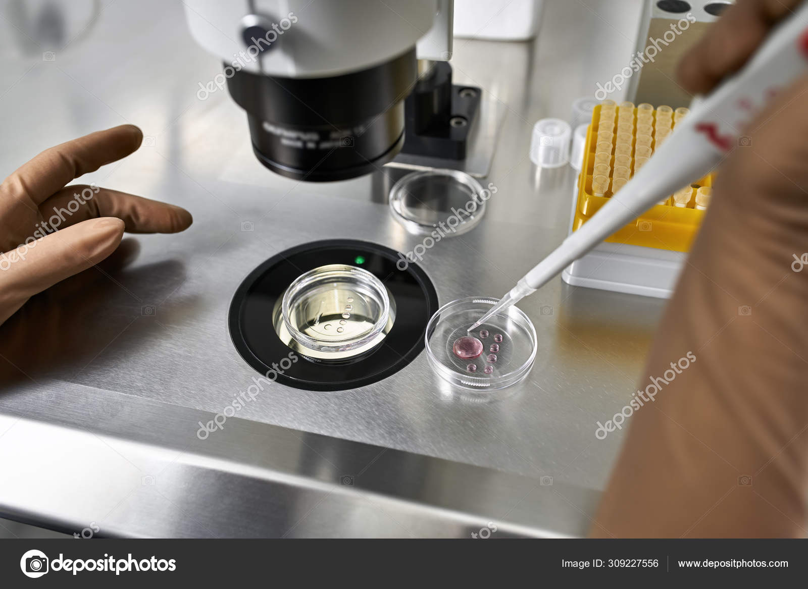 Verfahren Der In Vitro Fertilisation Im Labor Stockfotografie Lizenzfreie Fotos C Bezikus 309227556 Depositphotos