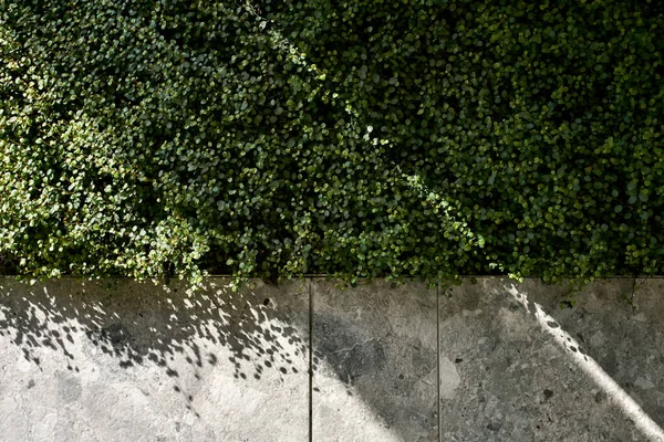 La lumière du soleil tombe sur les plantes vertes sur le mur texturé — Photo