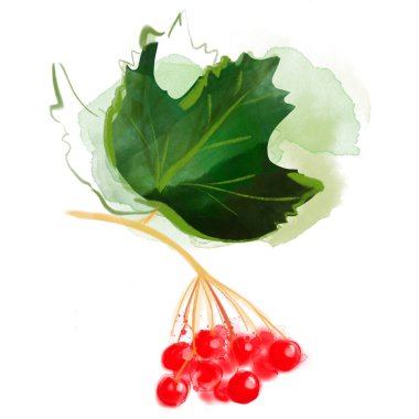 Beyaz üzerine izole edilmiş viburnum suluboya çizimi