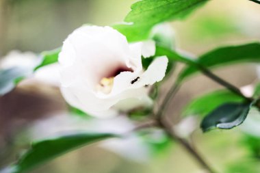 Yeşil bir arka plan üzerinde bir bahçede bir yaz çiçek tomurcuğu