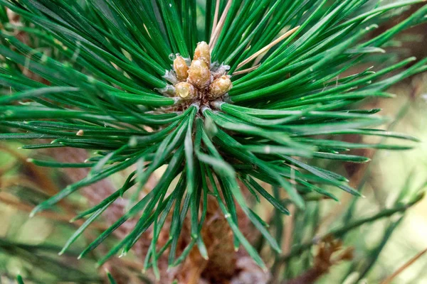 Große Grüne Nadeln Mit Kleinen Zapfen Wald — Stockfoto