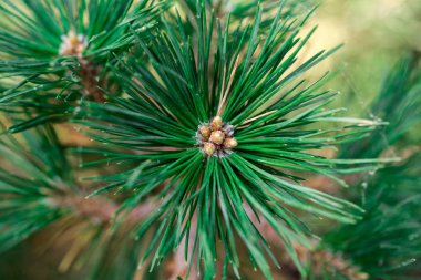 Büyük, yeşil iğne çam ormandaki küçük koniler ile.
