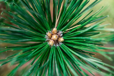 Büyük, yeşil iğne çam ormandaki küçük koniler ile.