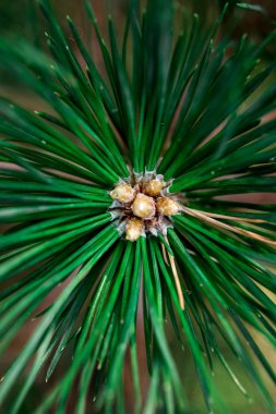Büyük, yeşil iğne çam ormandaki küçük koniler ile.