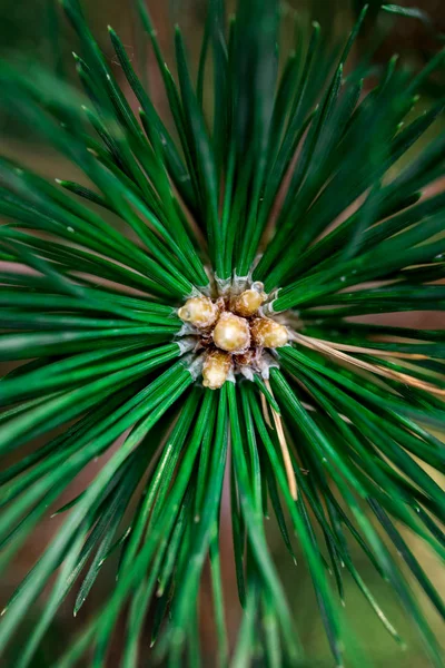Büyük, yeşil iğne çam ormandaki küçük koniler ile.