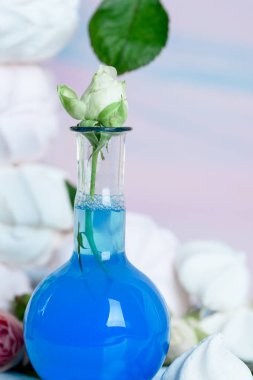 Mavi su ile bir vazo içinde küçük beyaz bir gül