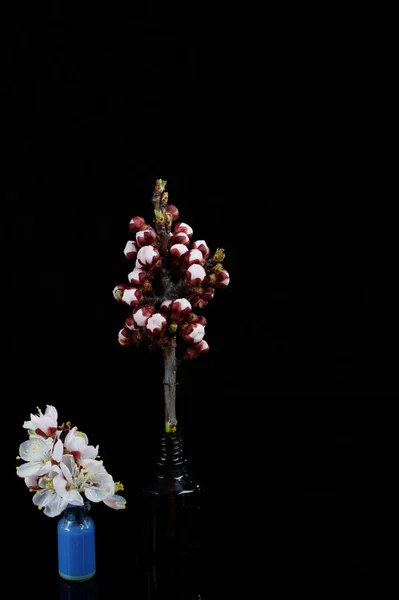 Korai Virágzó Sárgabarack Fekete Alapon Ágacska — Stock Fotó