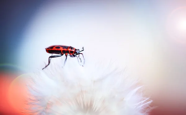 Insecto Veraniego Flor Dandelio — Foto de Stock