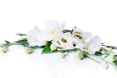 Beyaz bir arka plan üzerinde güzel kokulu ve güzel çiçekler