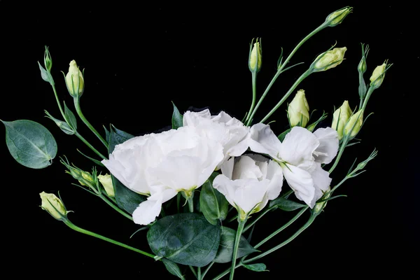 Ароматные Красивые Цветы Черном Красивом Фоне — стоковое фото