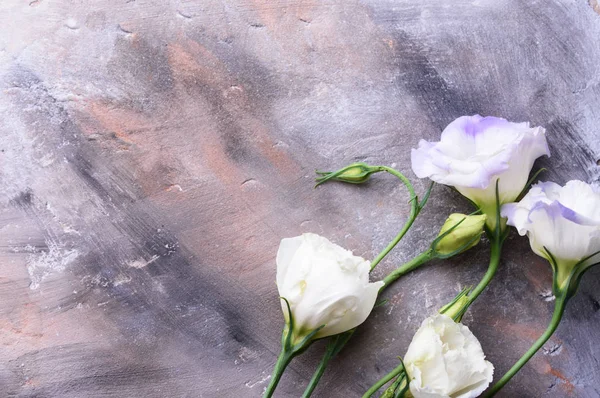 Çiçek glaustoma için tebrik kartları ile beton arka plan.