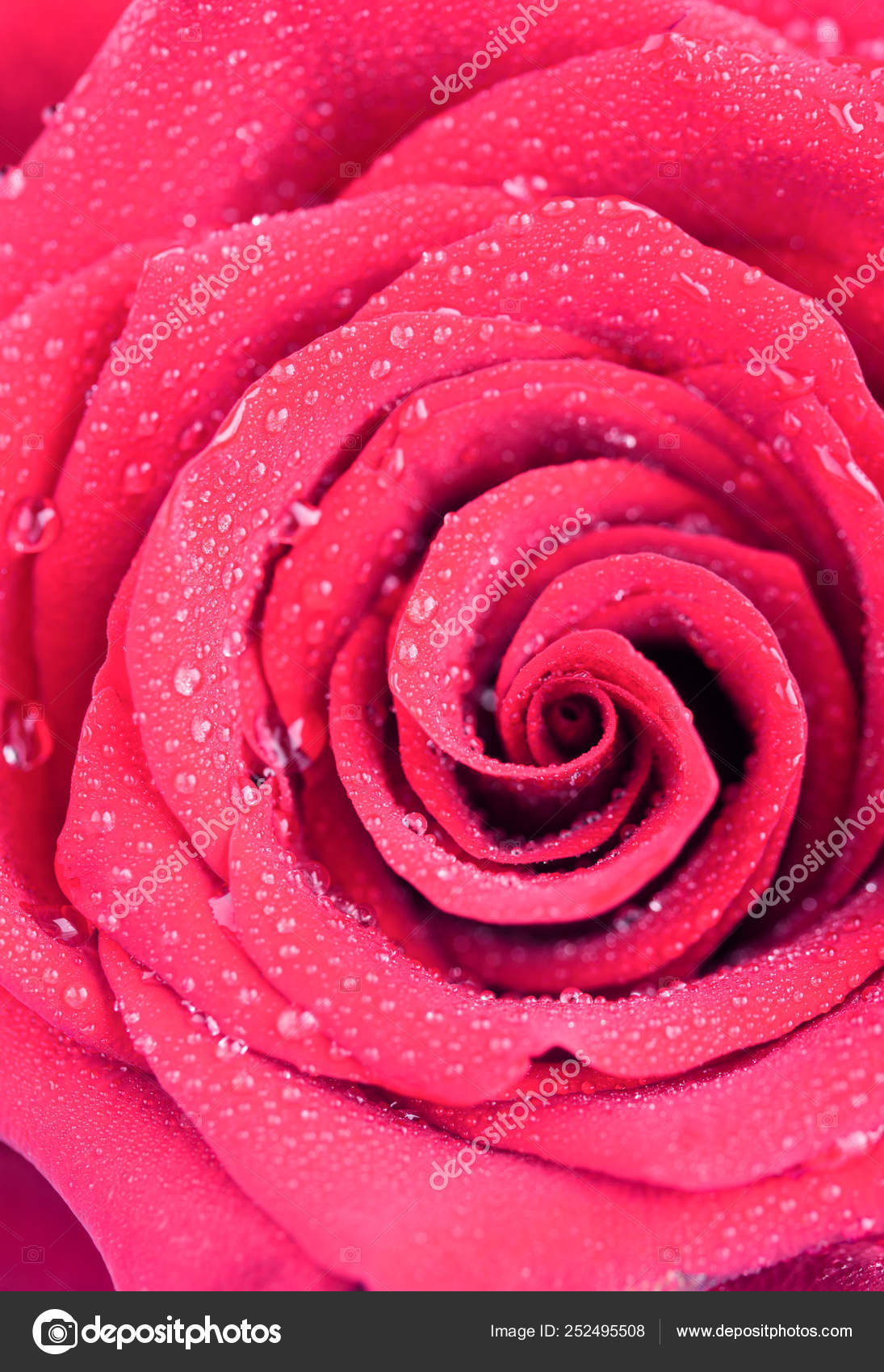 Beautiful red rose Stock Photo by 252495508