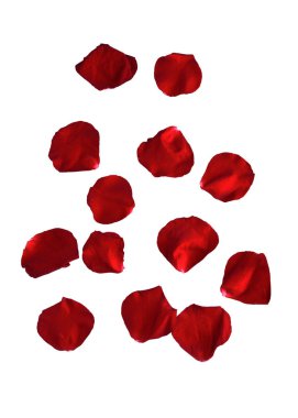 Beyaz arka plan üzerinde izole kırmızı gül yaprakları