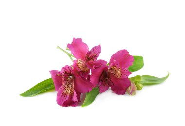 Buket sarı ve mor Alstromeria beyaz bir arka plan üzerinde çiçek