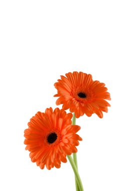 Beyaz arka plan üzerinde iki portakal gerber