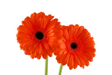 Beyaz arka plan üzerinde iki portakal gerber