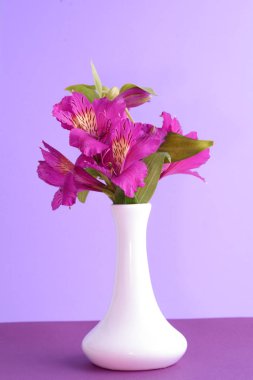 Alstroemeria mor bir arka plan üzerinde