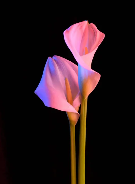 Цветочная калла с красивым неоновым светом на черном фоне. Два прекрасных цветка . — стоковое фото