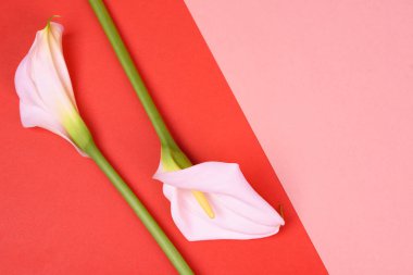 Beyaz callas ile güzel pembe arka plan. Narin çiçekler