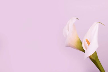 Hafif pembe arka planda nazik güzel beyaz Callas.