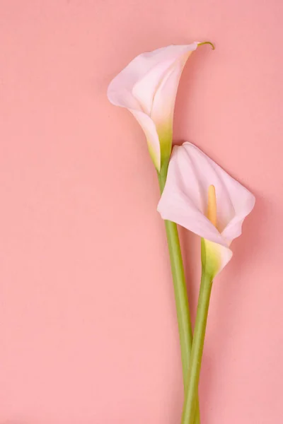 Beyaz callas ile güzel pembe arka plan. Narin çiçekler