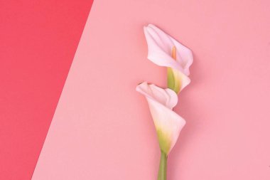 Beyaz callas ile güzel pembe arka plan. Narin çiçekler