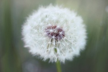 alanda güzel karahindiba