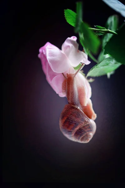 黑色背景上的蜗牛的微距照片 — 图库照片