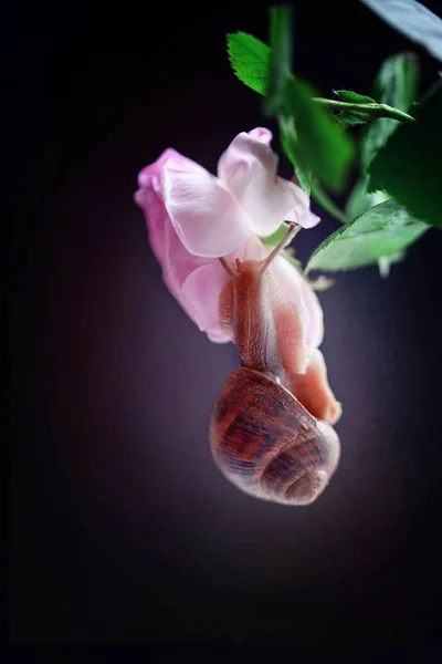 Makrofoto der Schnecke auf schwarzem Hintergrund — Stockfoto