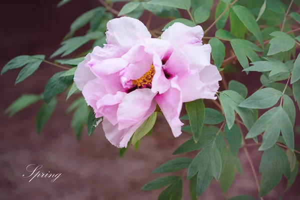 Beautiful flower pi-meson in a park