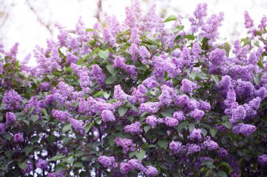 Yaz bahçesinde güzel Bush çiçeklenme Lila