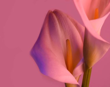 Pembe bir arka plan üzerinde güzel neon ışık ile güzel çiçek calla. İki güzel çiçek.
