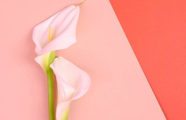 Beyaz callas ile güzel pembe arka plan. Narin çiçekler