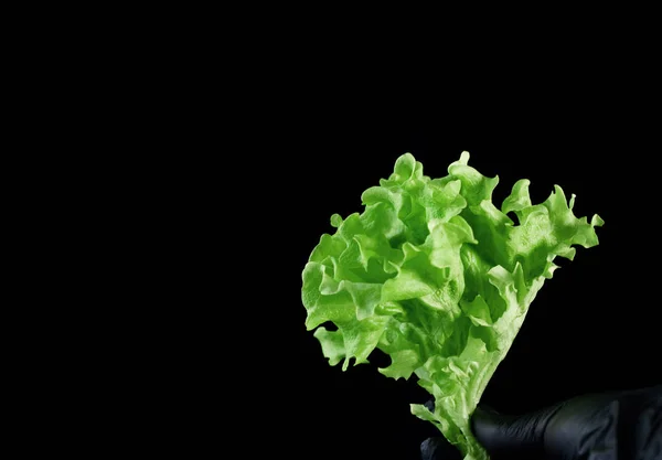 Frischer grüner Blattsalat auf schwarzem Hintergrund — Stockfoto