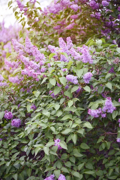 Piękny krzew kwitnący liliowy w letnim ogrodzie — Zdjęcie stockowe