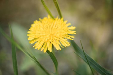Alanda sarı güzel karahindiba