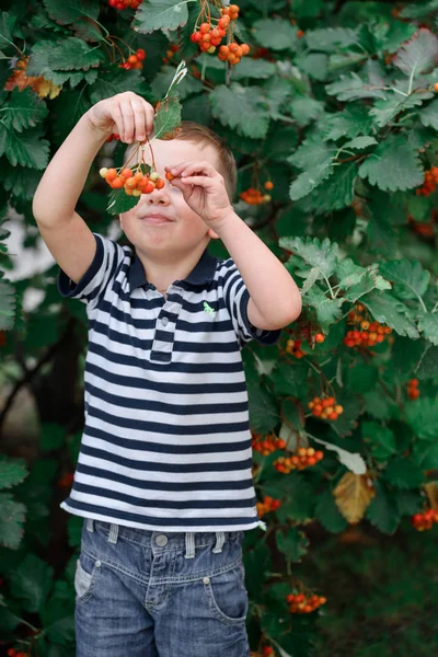 Um menino em um passeio com o parque entre belo rowan maduro — Fotografia de Stock