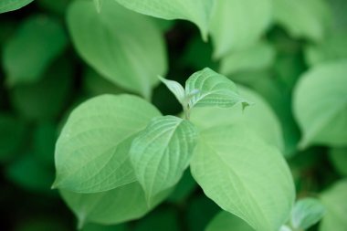 Yaz parkında güzel yeşillik