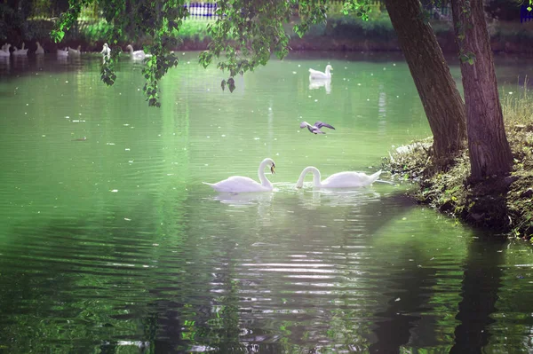 Beyaz kazlarla dolu güzel bir göl. Doğa, temiz hava. Village — Stok fotoğraf