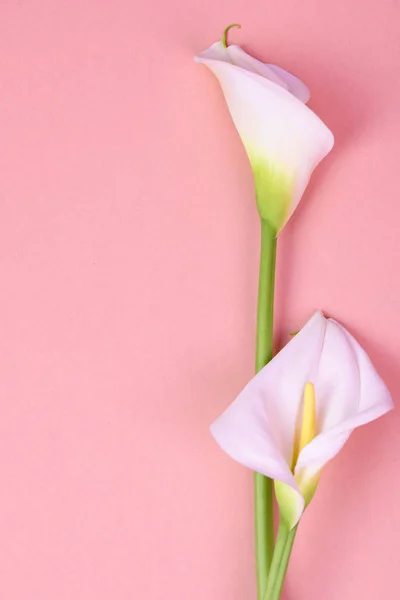 Beyaz callas ile güzel pembe arka plan. Narin çiçekler